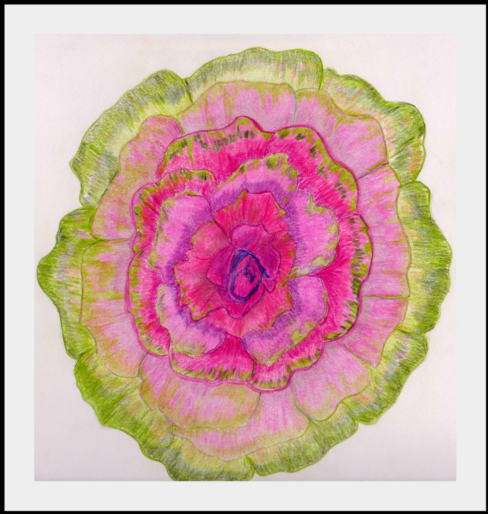 Framed Cabbage