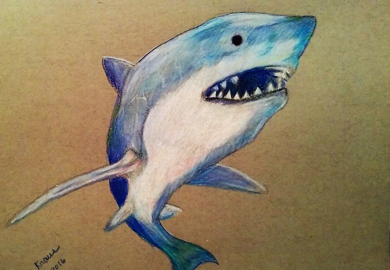 Shark (2)