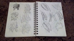 Sketchbook Leaves (2)