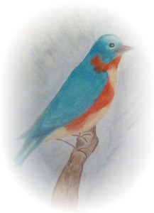 The bluebird is our state bird. 