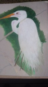 My snowy egret drawing will take time to complete.