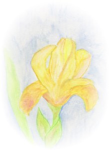 Iris Vignette