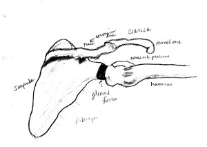 Scapula Humerus Clavicle (2)