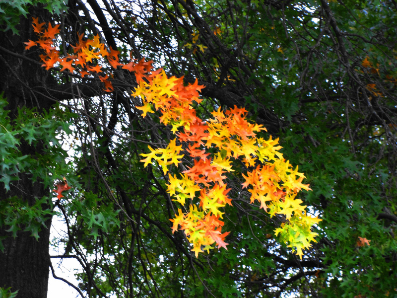 early-autumn-leaves