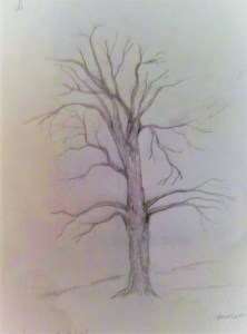 Sycamore Practice Drawing (2)