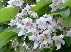 Catalpa Tree with Flowers