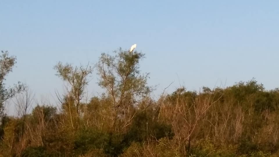 Egret in Tree
