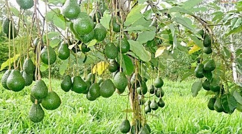 Avocados on the Tree