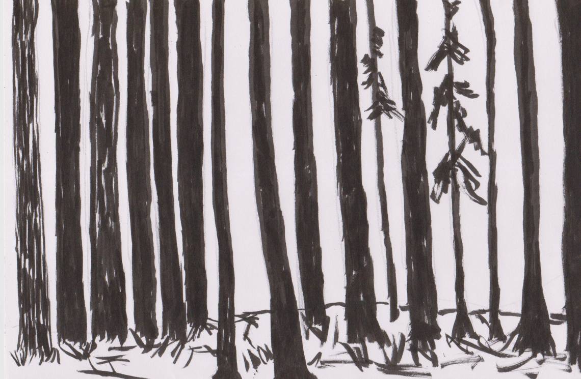 Inktober 11 - Spruce 2 (3)
