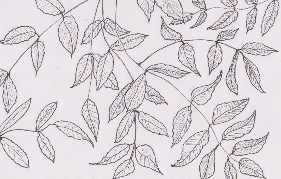 Inktober 14 - Ash (2)