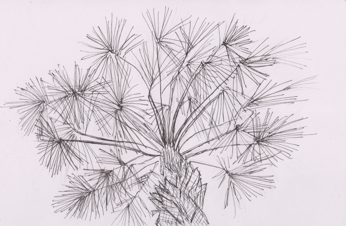 Inktober 14 - Sabal Palmetto (2).png