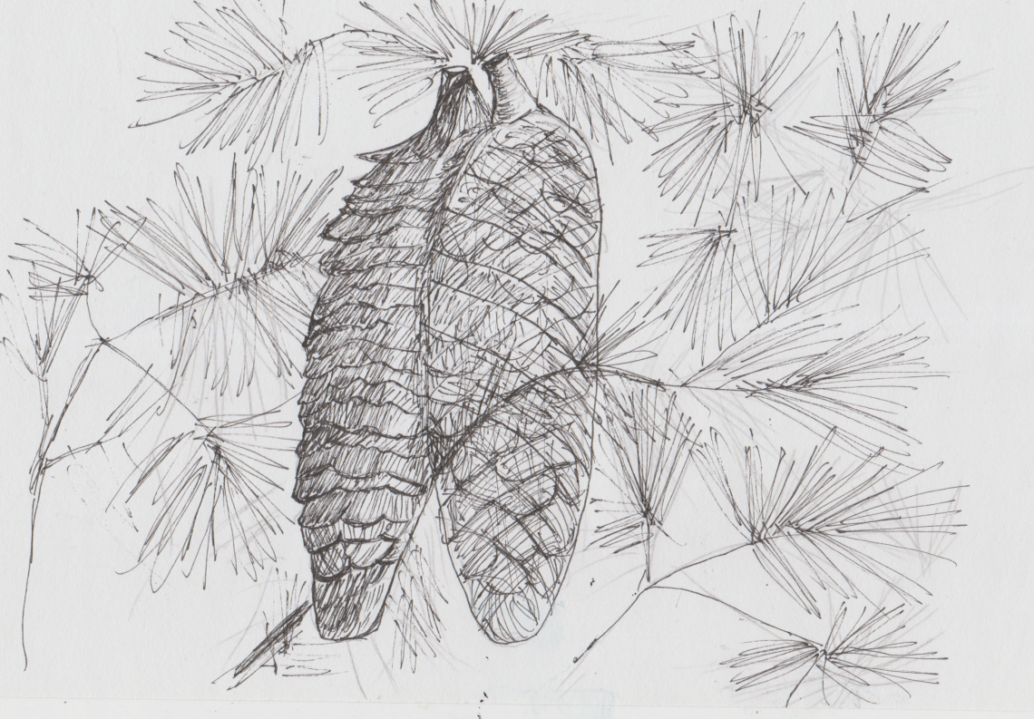 Inktober 21 - Sugar Pine (2)