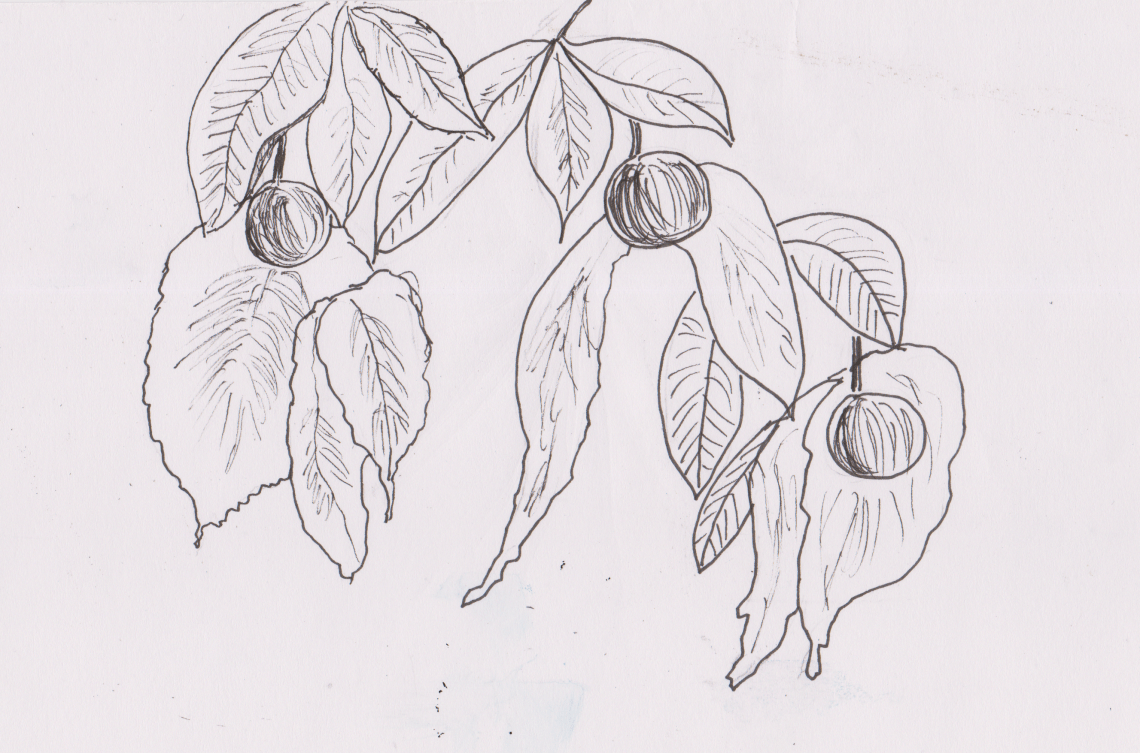 Inktober 22 - Dove Tree (2)