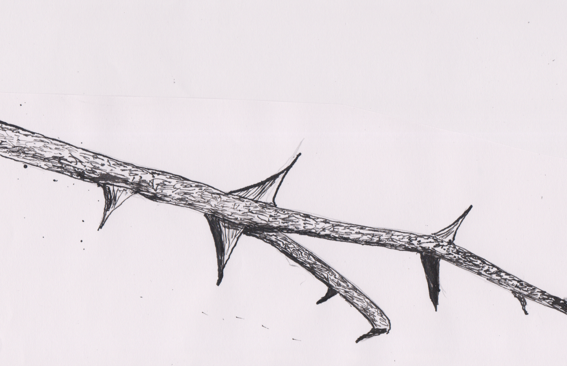 Inktober 24 - Prickly Ash Drawing (2).png