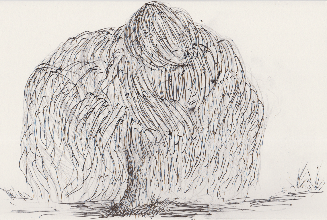 Inktober 27 - Willow Tree (2)