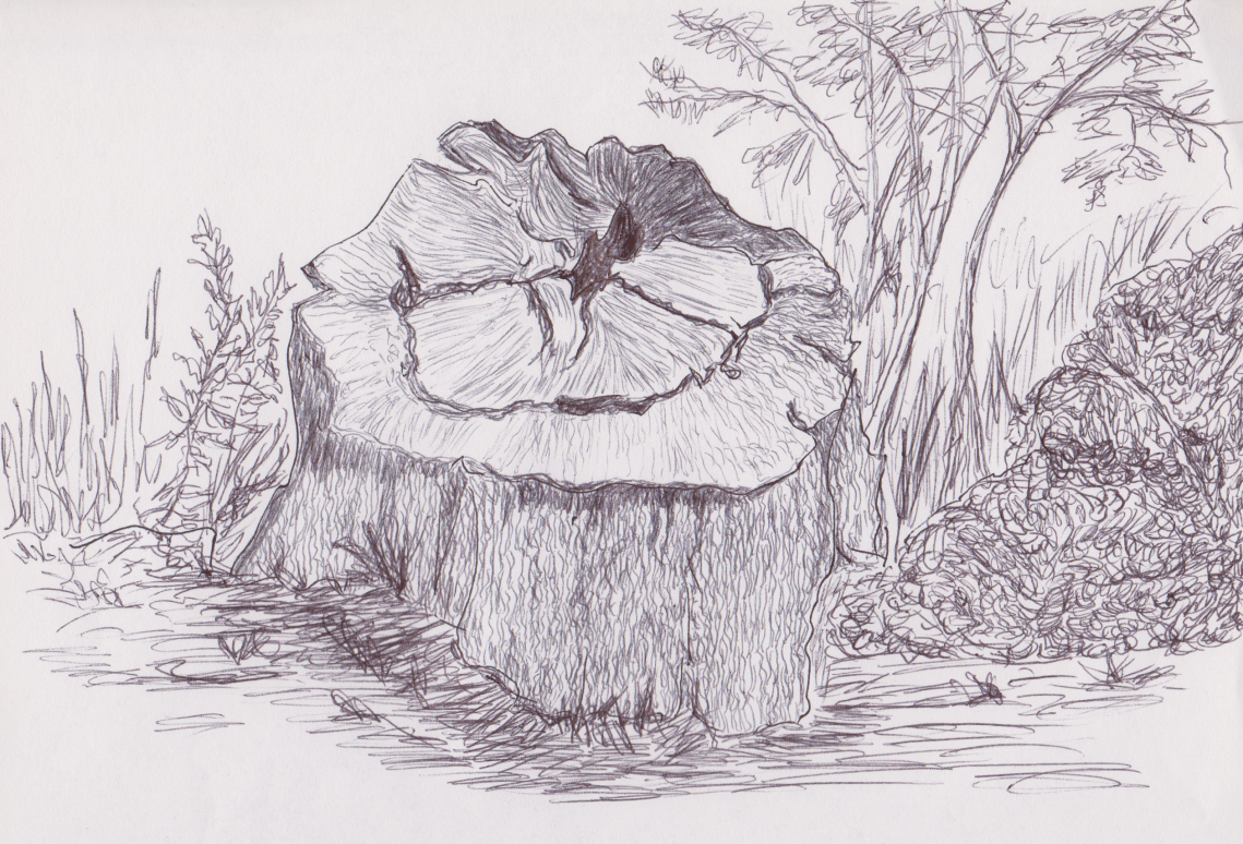 Inktober 28 - Redwood (2)