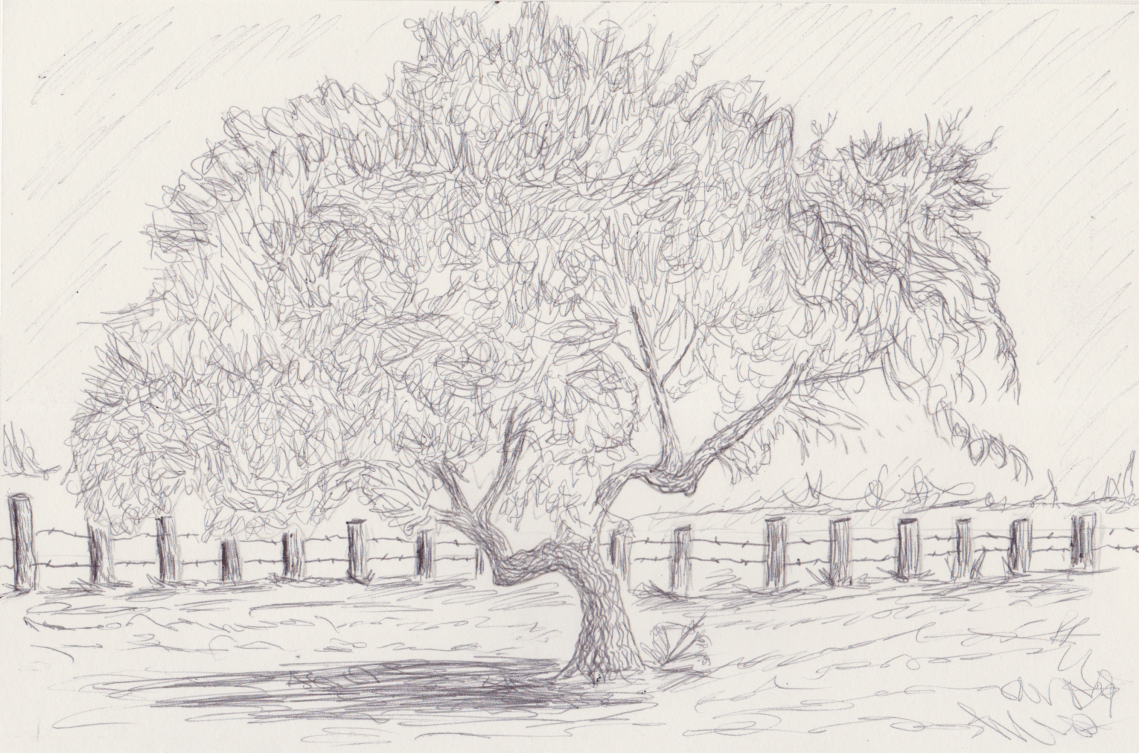 Inktober 31 - Avocado Tree (2)