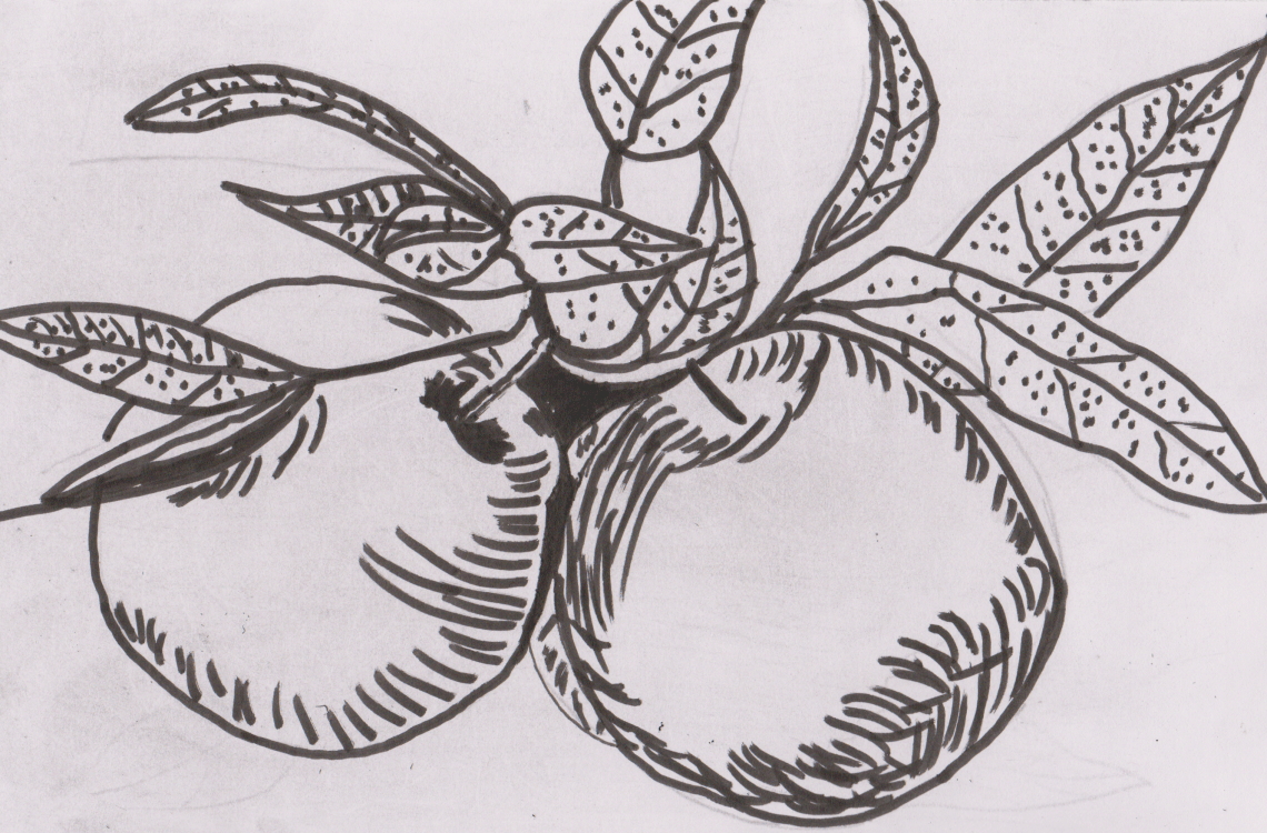 Inktober 8 - Apple Tree (2)