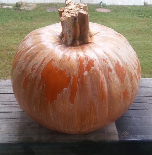 Poor Painted Pumpkin (2)