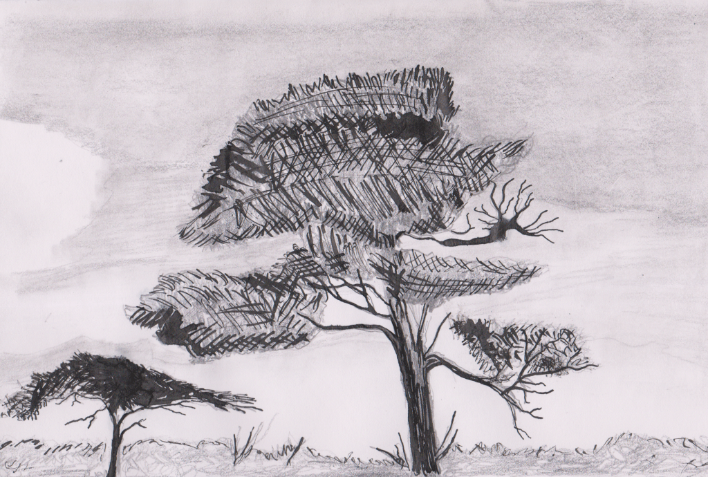 Scots Pine in Ink (2)