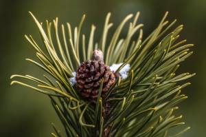 Pine and Cone