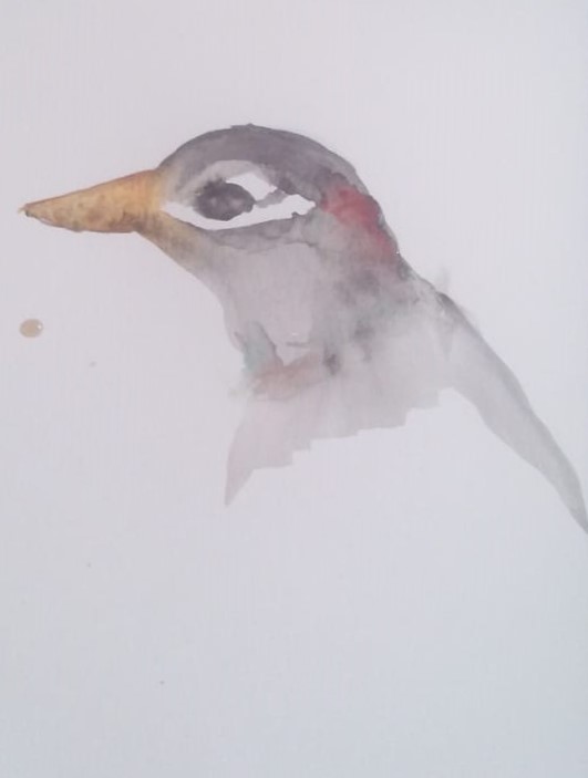 Hairy Woodpecker (2)