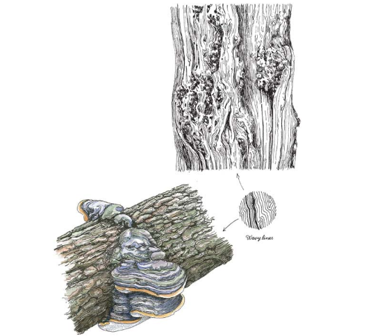 wavy-lines-claudia-nice